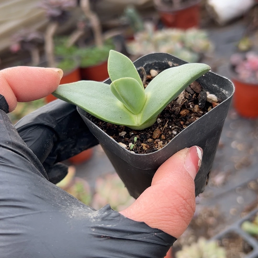 多肉植物翔凤单头