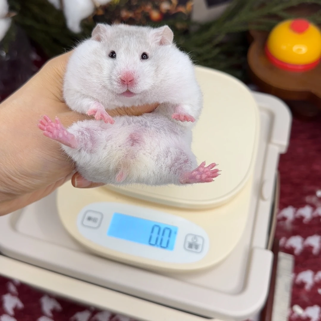 短毛卷毛鸽灰波妹妹11.8