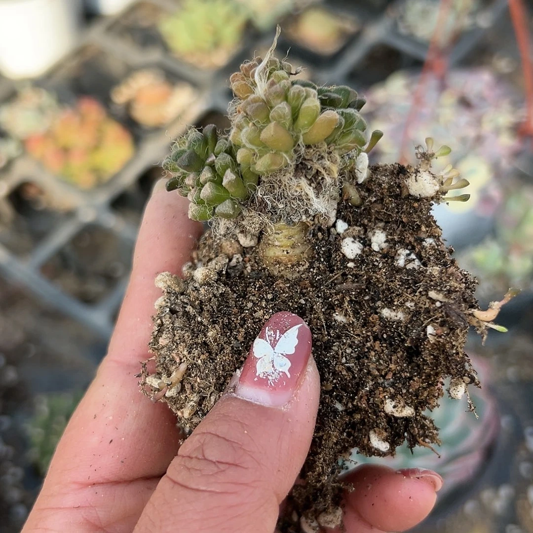 多肉植物黑茶笠多肉