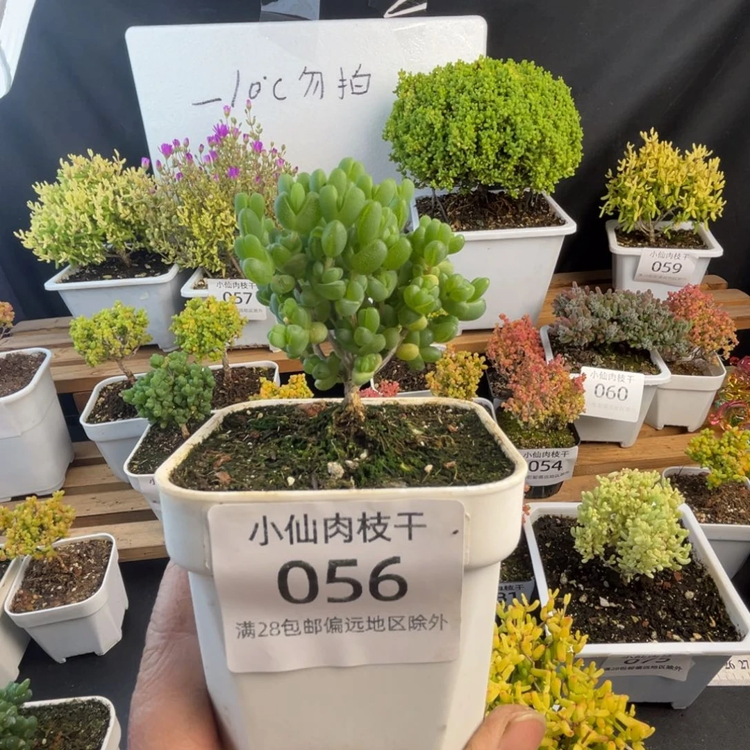 056枝干番杏8口盆元宝