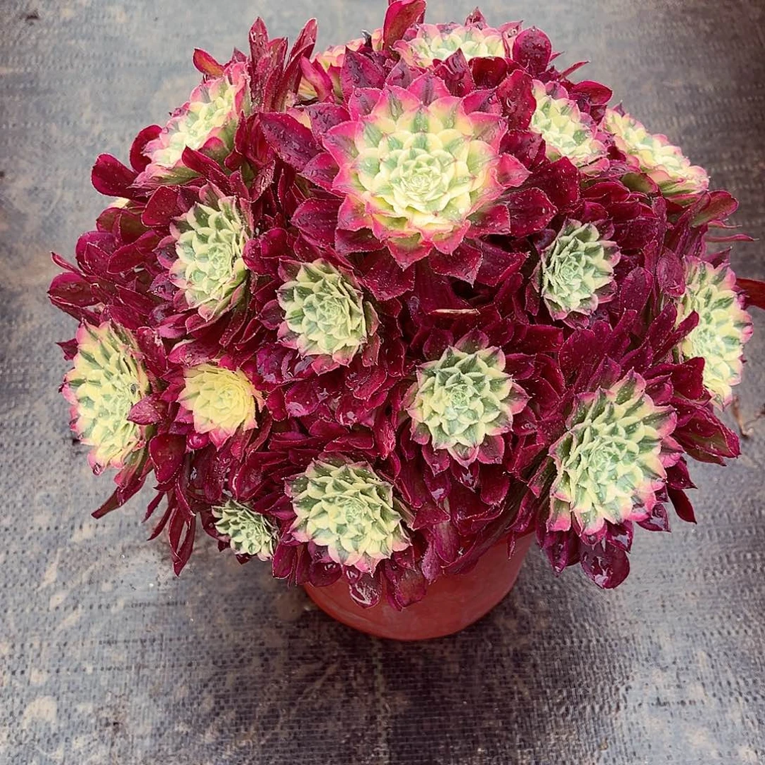 法师天和漂亮漂亮