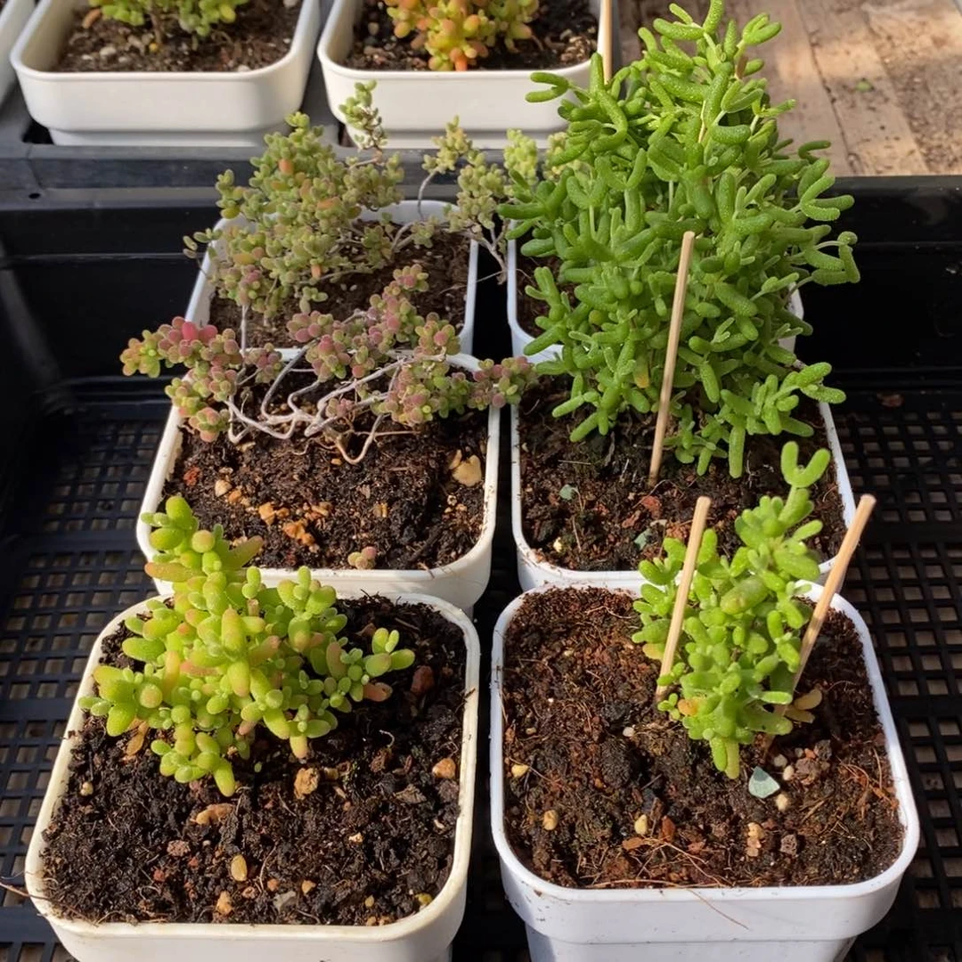 枝干番杏多肉植物023