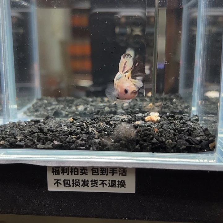 斗鱼竞拍跑单拉黑16日127