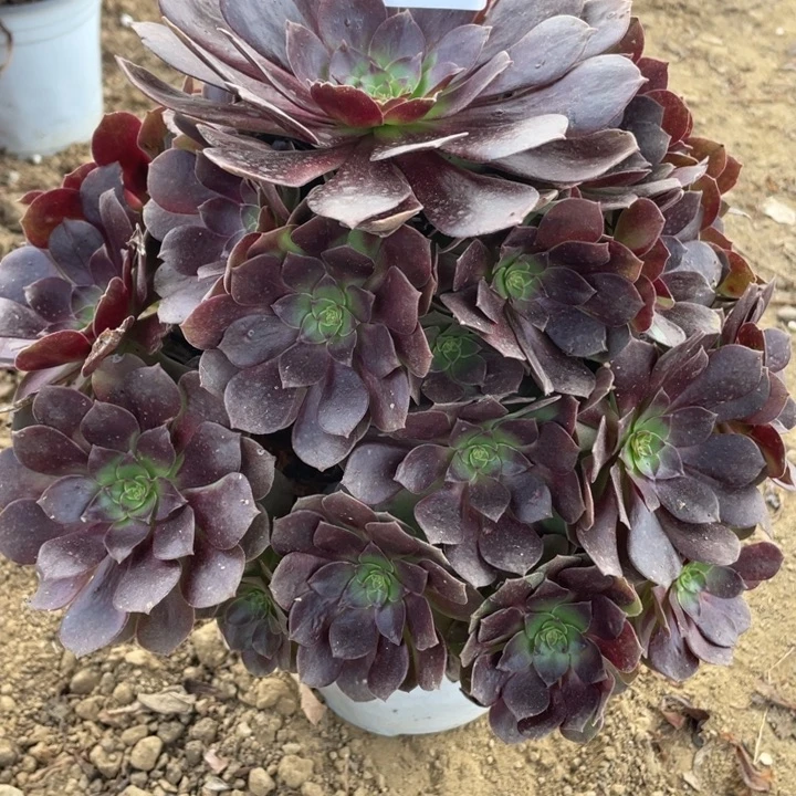 无花朵664多肉植物赤焰莲