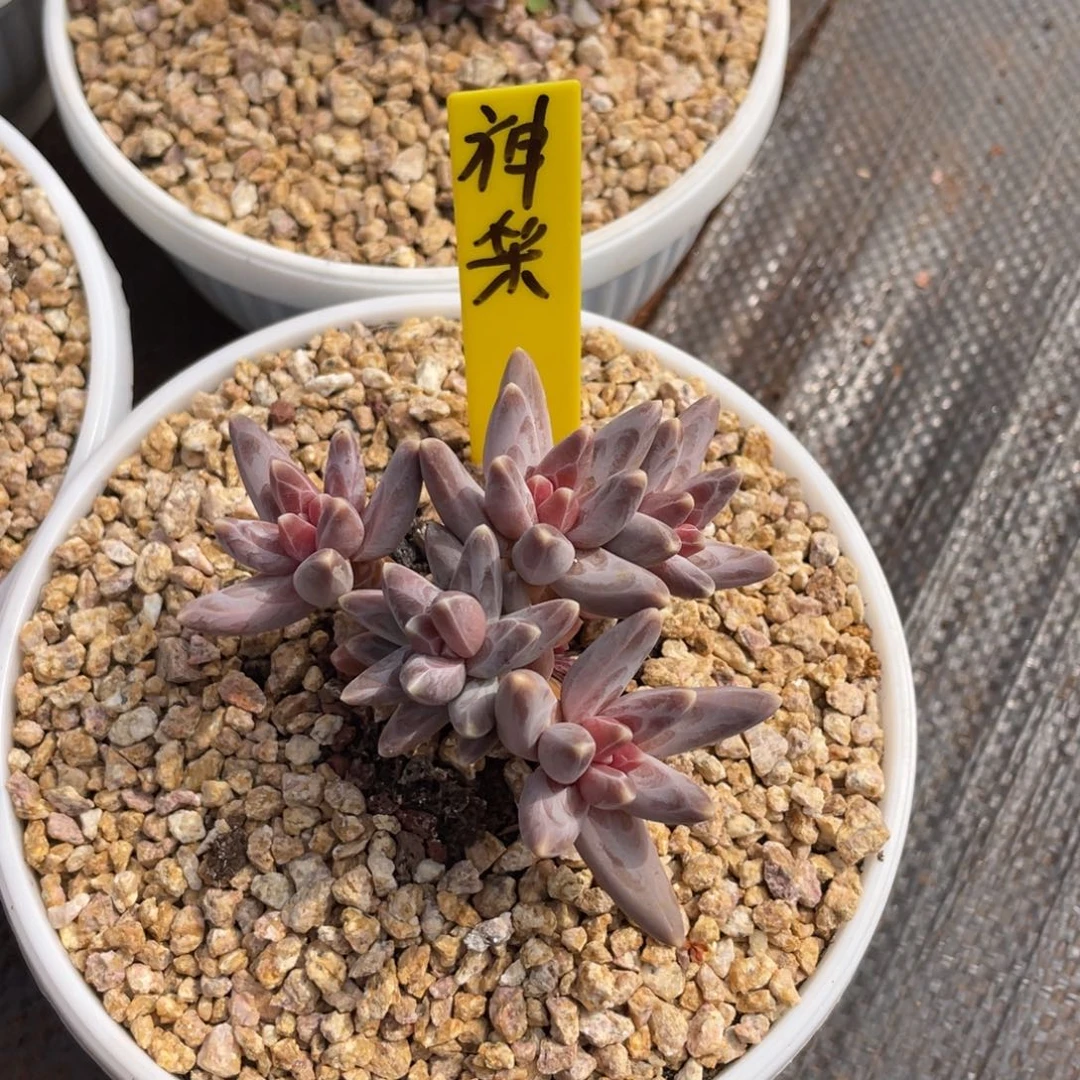 神**扬姐姐说她真的有男朋友