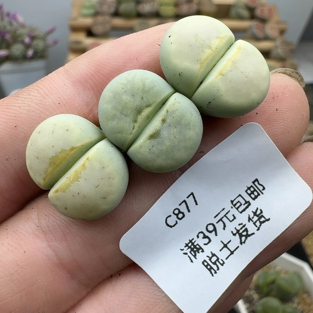 87多肉哈哈哈哈哈哈哈