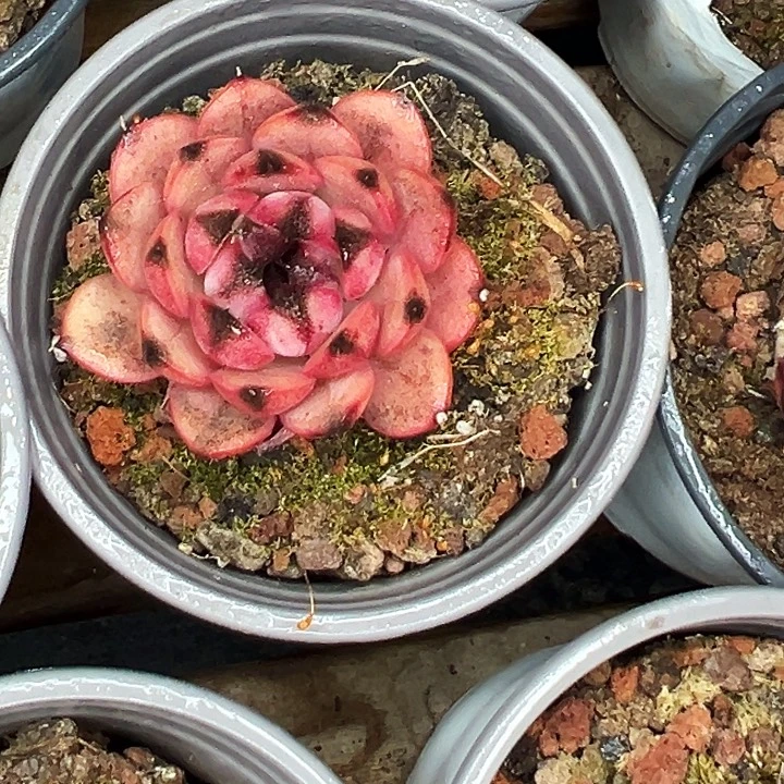 两盆     山果珍妮