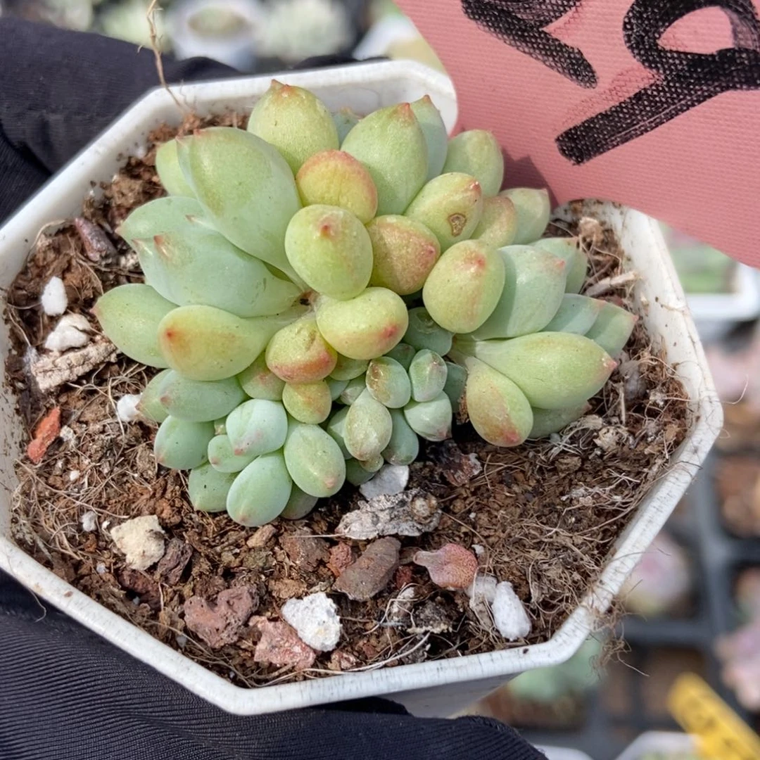 29萤火虫多肉植物多肉