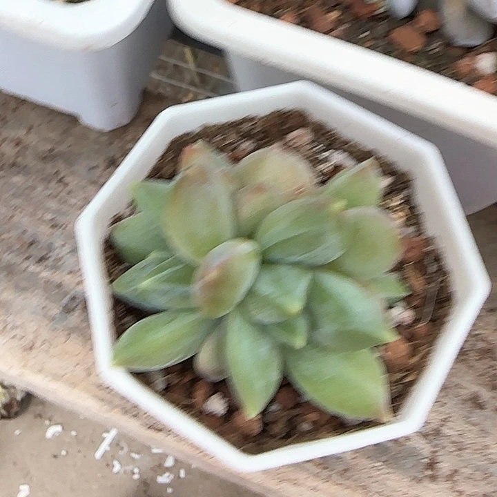 青蛙王子儿童牙膏111