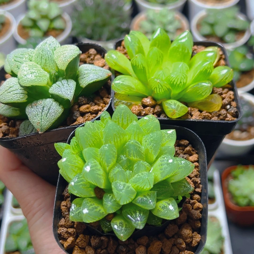 磨面+苏州玉露+雪花玉露