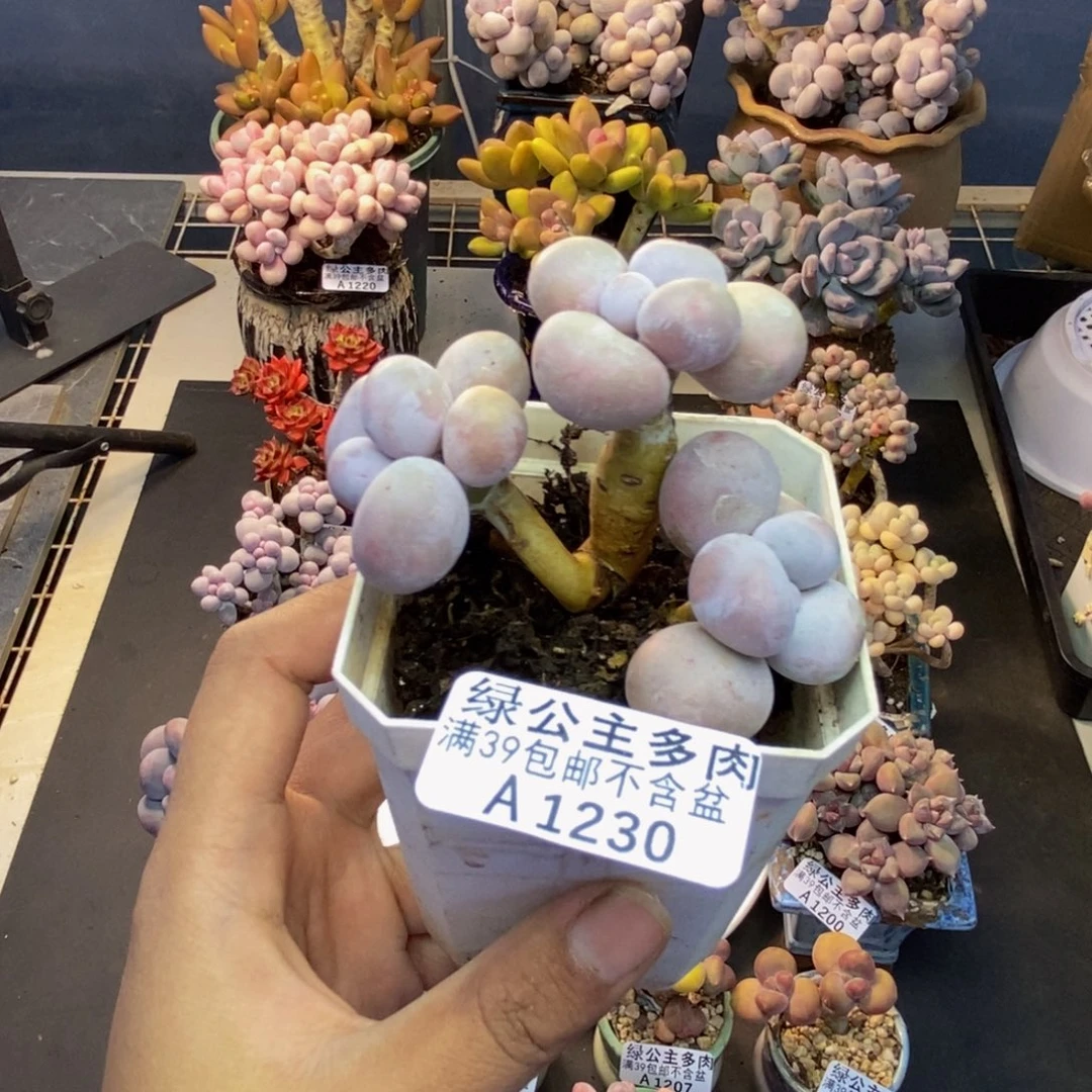 230水光针多肉7c m