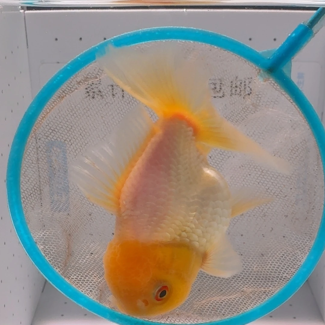 金鱼一条全白红眼玉兔