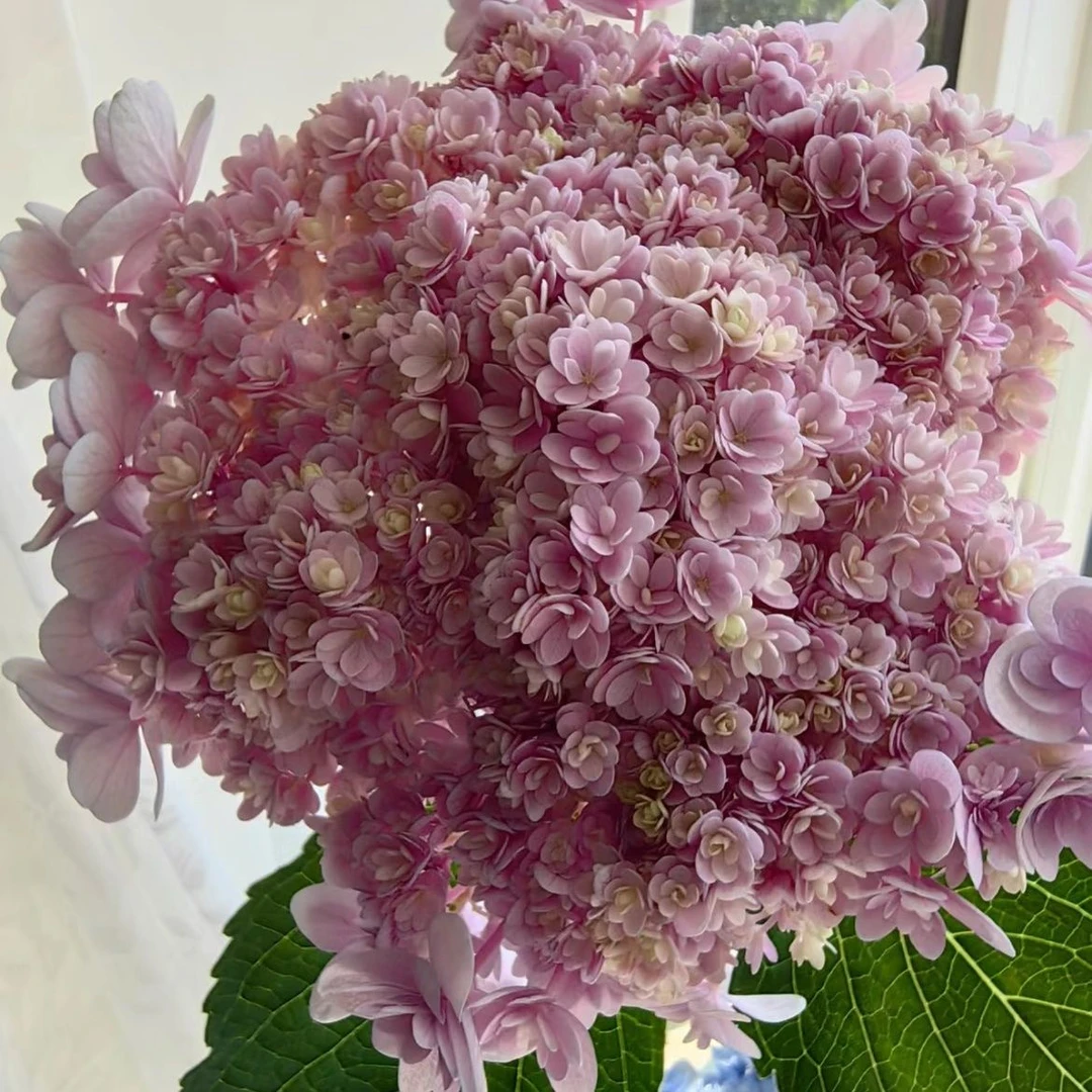 【佳橙】重瓣绣球花盆栽多年生庭院阳台耐寒耐热易养护花卉