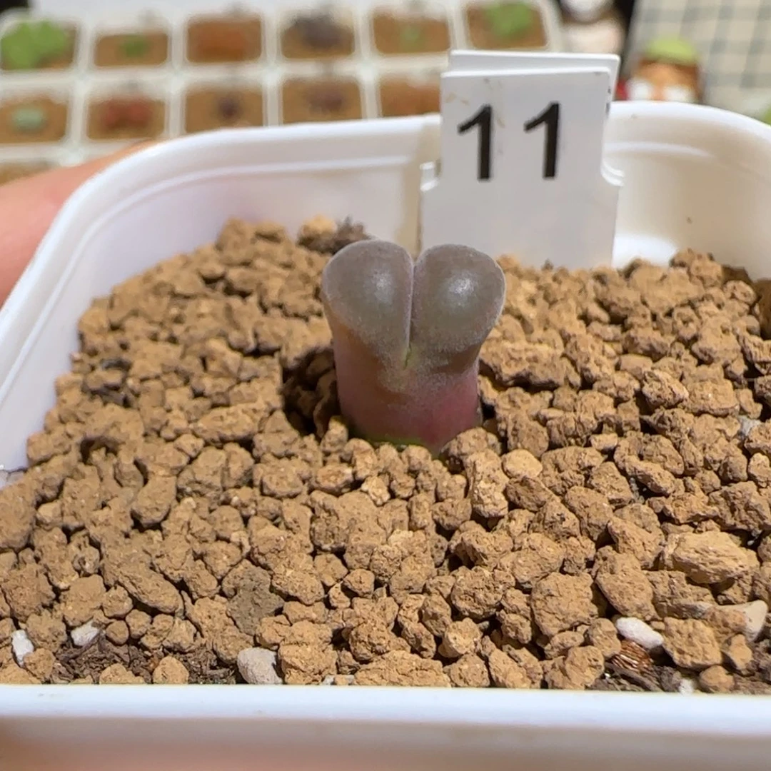 肉锥多肉植物组合-红风铃1152