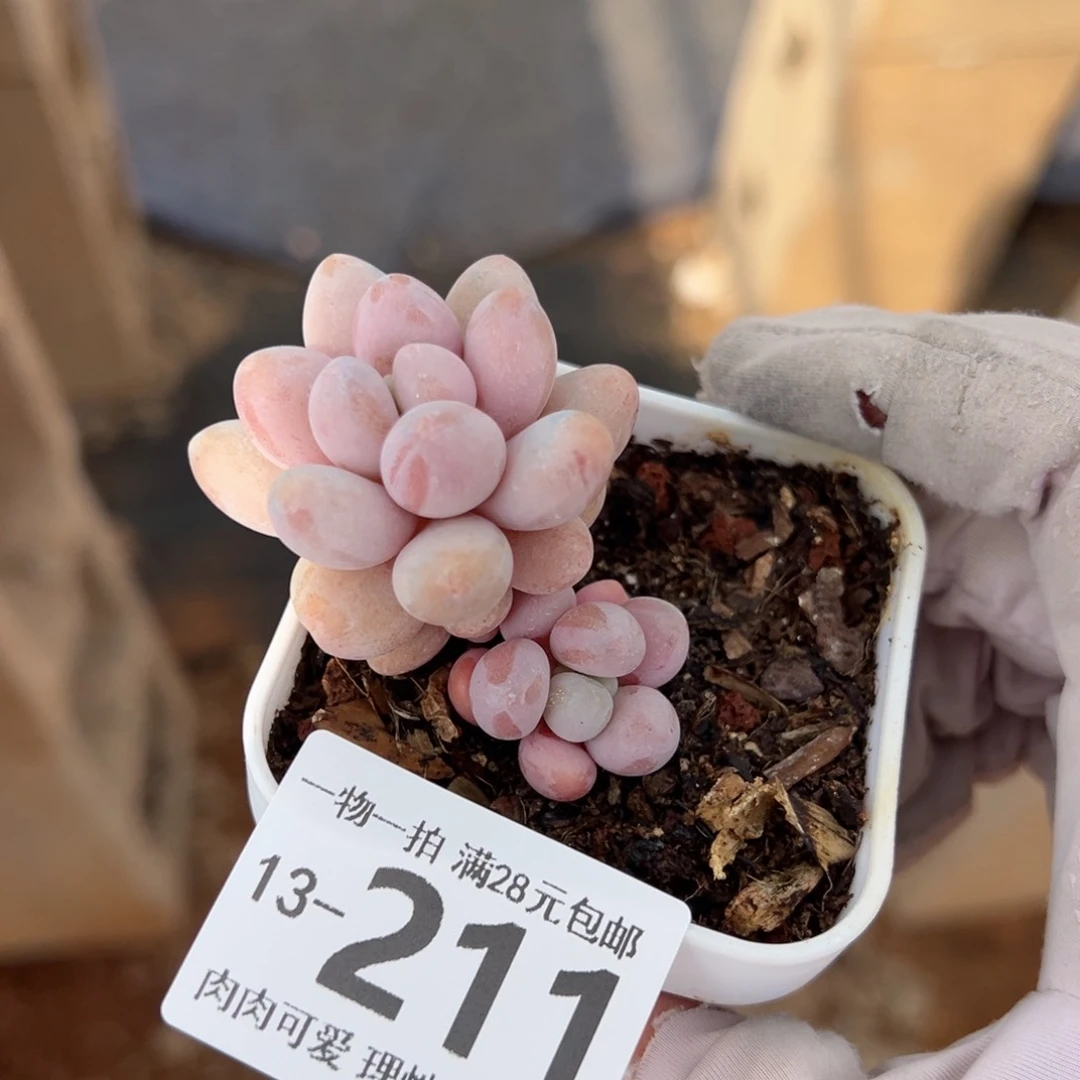 汤圆多肉多肉多肉多肉