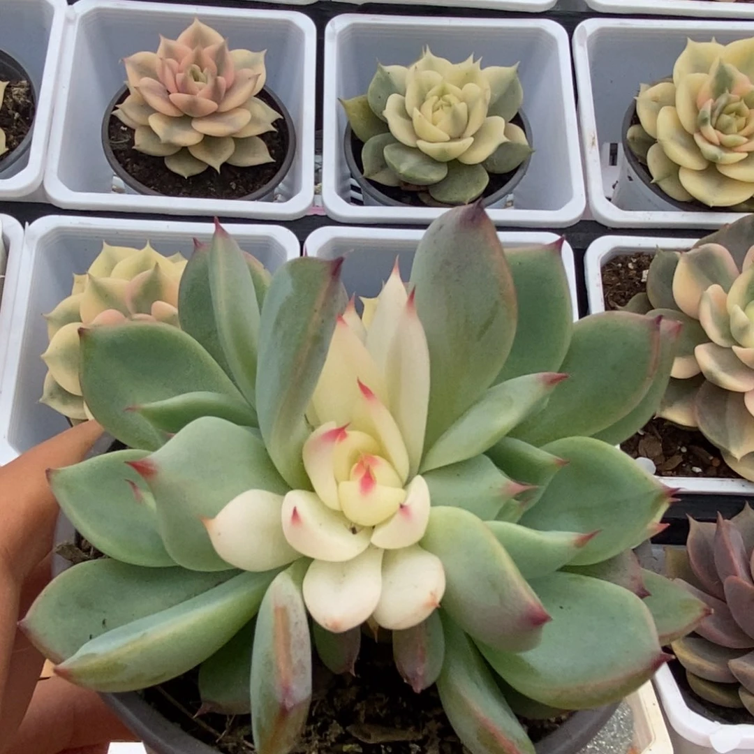 572锦锦锦锦锦锦锦锦锦