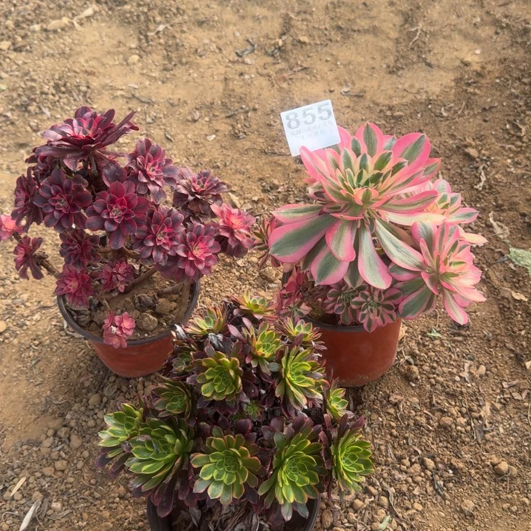 855号3颗清棚不包损