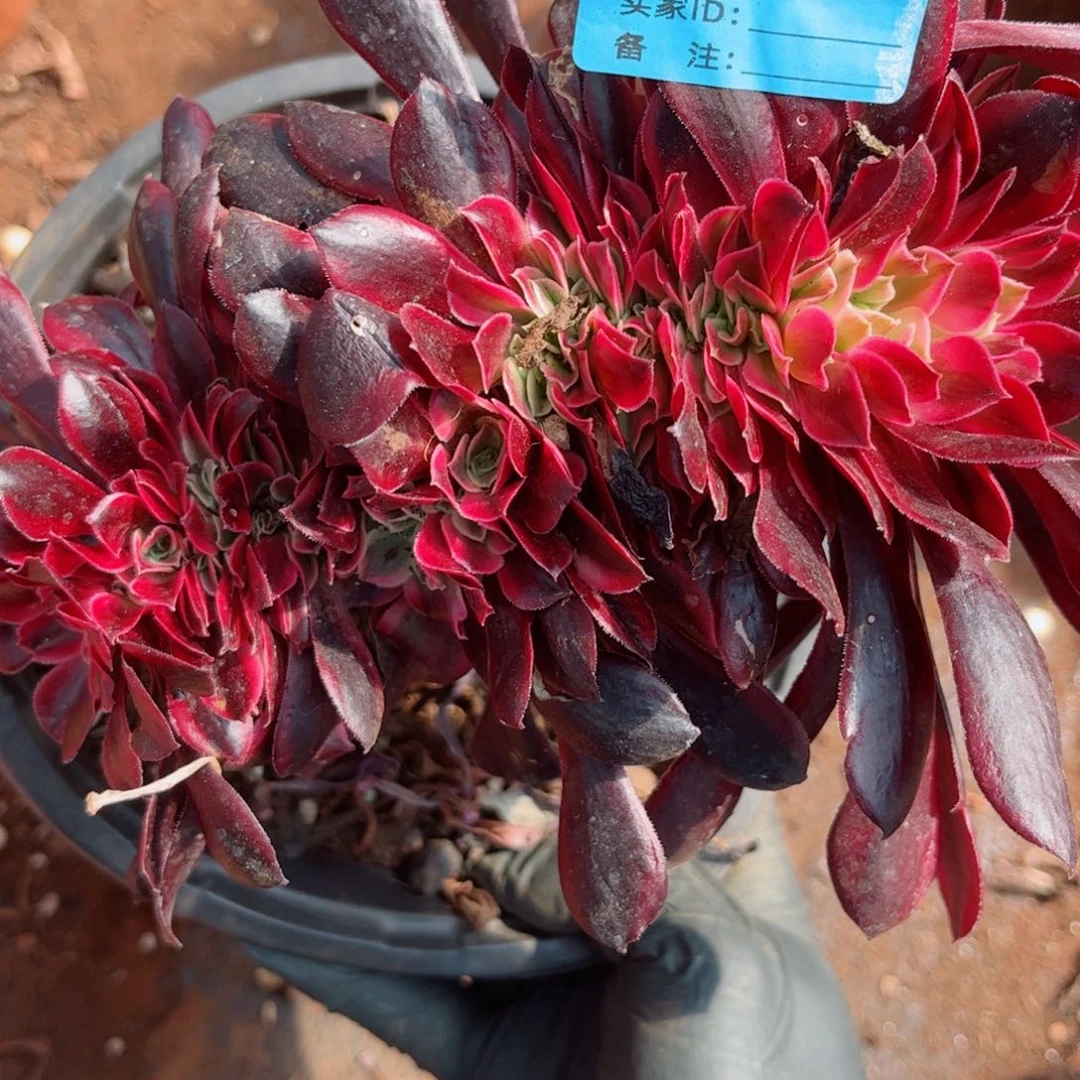 多肉植物645美杜莎