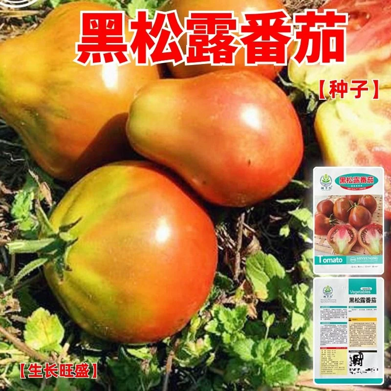 【黑松露番茄种子】春秋播种阳台盆栽蔬菜瓜果种子懒人易种植番茄