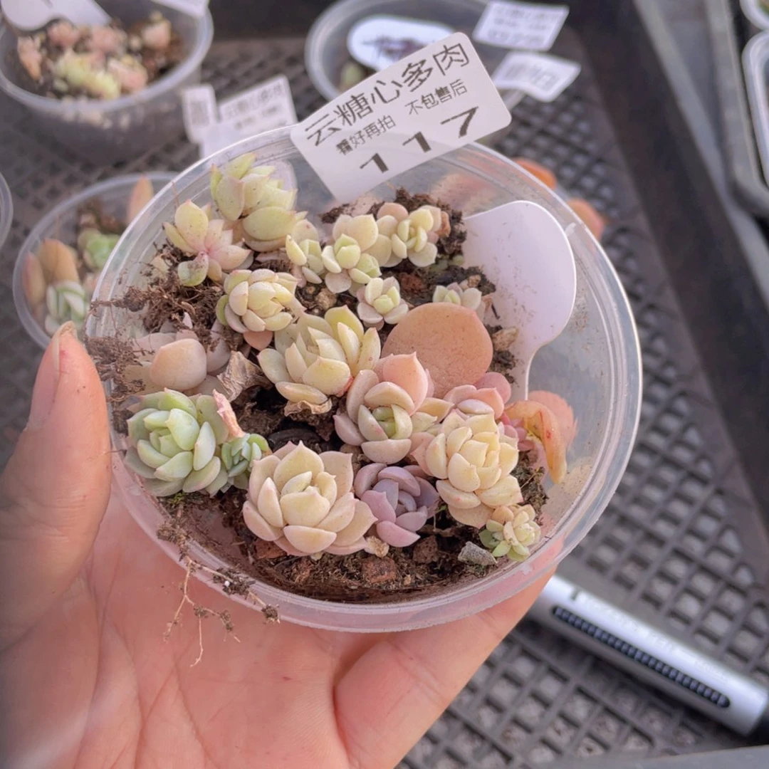 云糖心多肉植物117