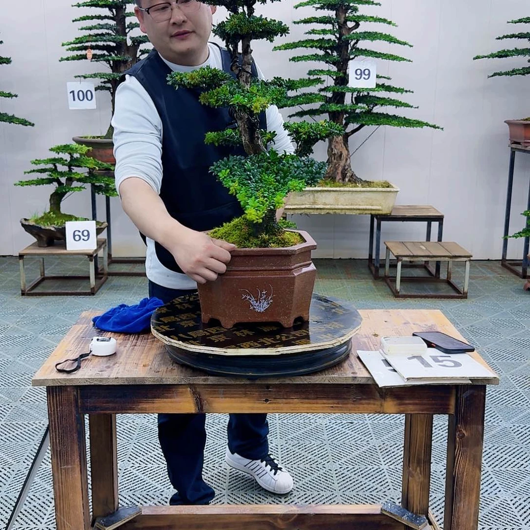 红芽罗汉松造型盆景