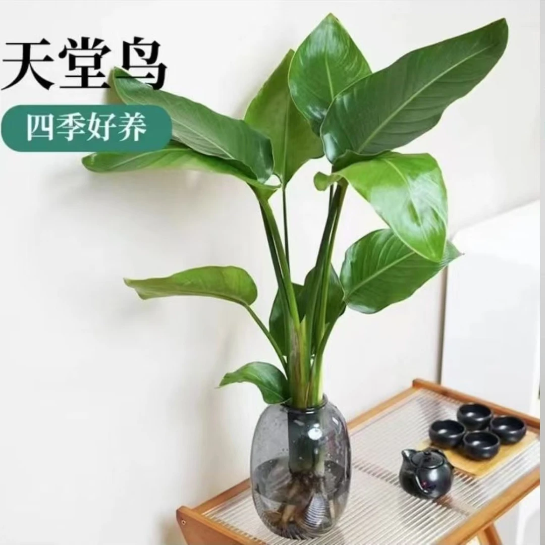 【50~60公分】带瓶水培天堂鸟盆栽网红净化空气四季常青好养绿植