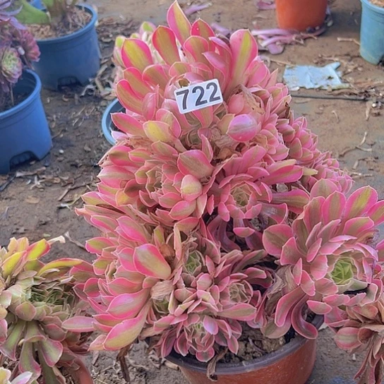 小***样多肉植物一个法师