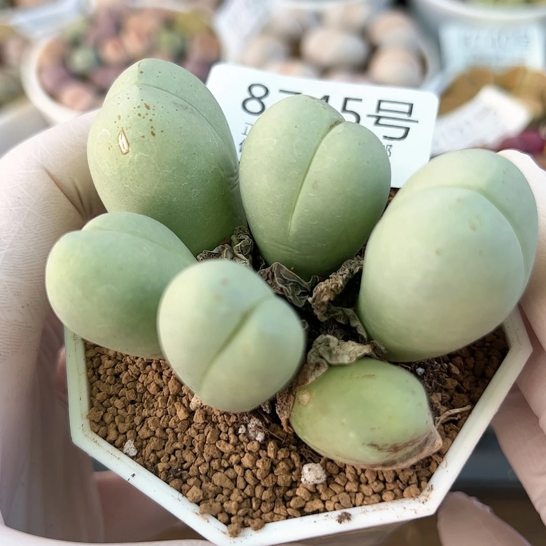 好养易活生石花大母本8745有个头老疤特价