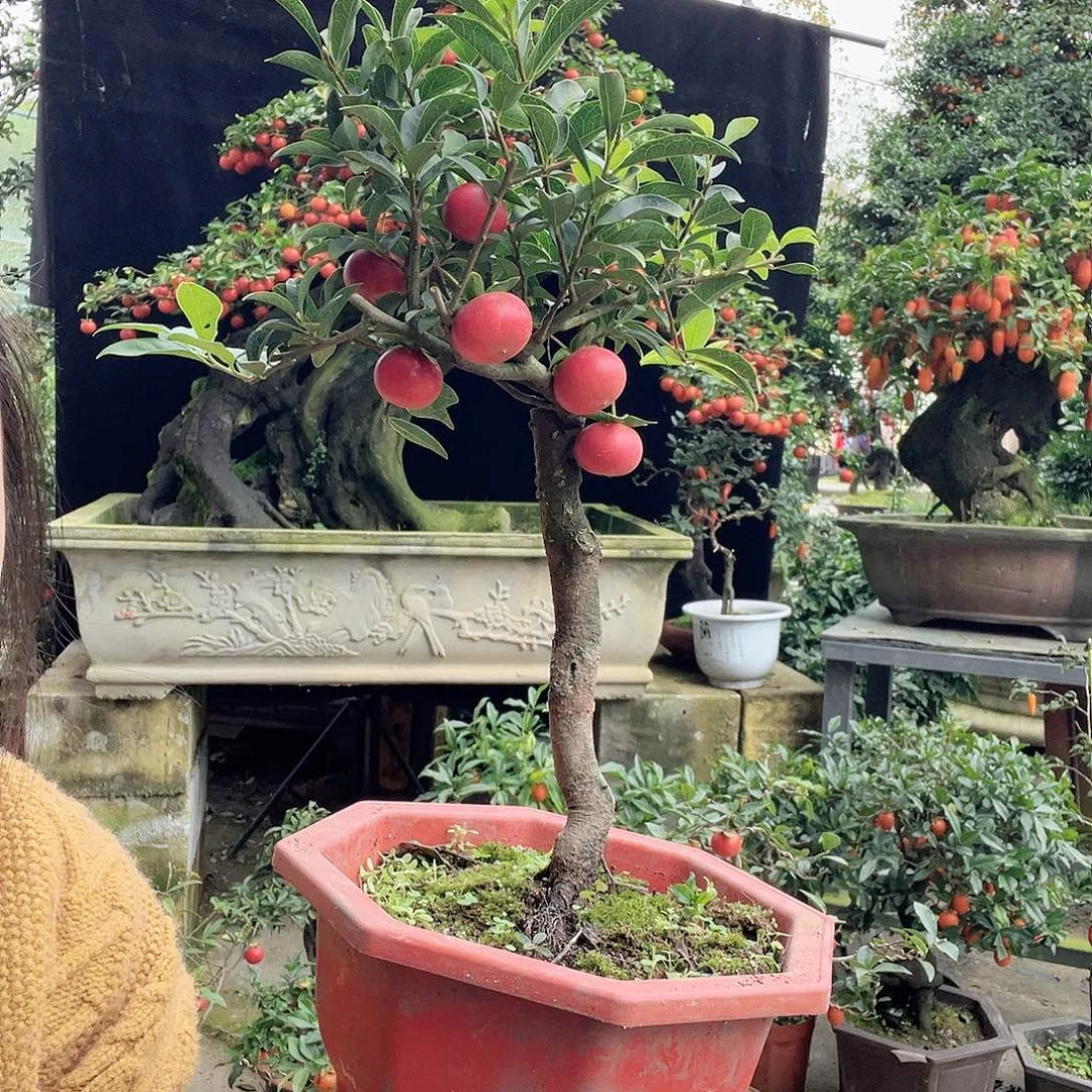 金弹子盆景喜欢的来