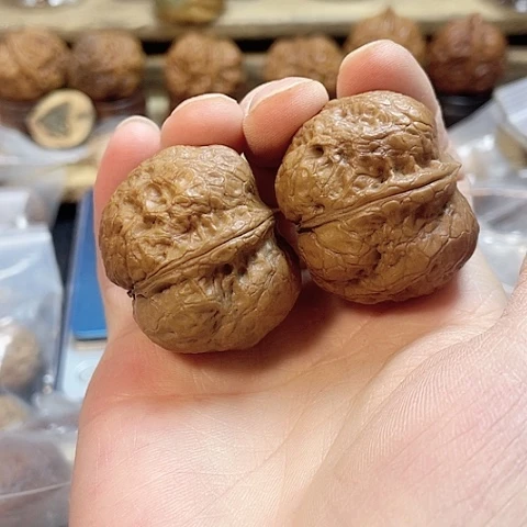 文玩核桃把件元宝蟾带彩38