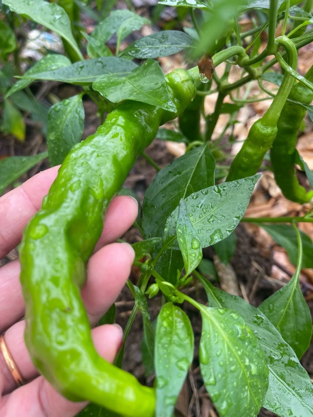 农家自种辣椒现摘现发
