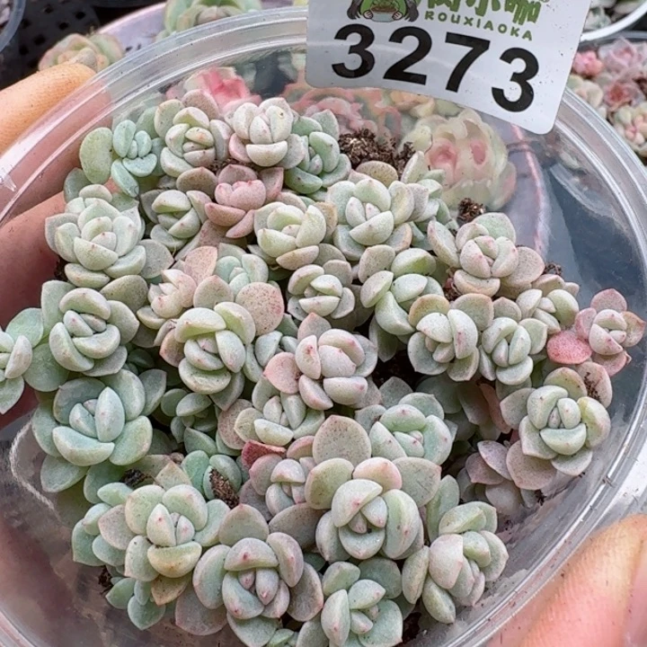 多肉植物多肉植物