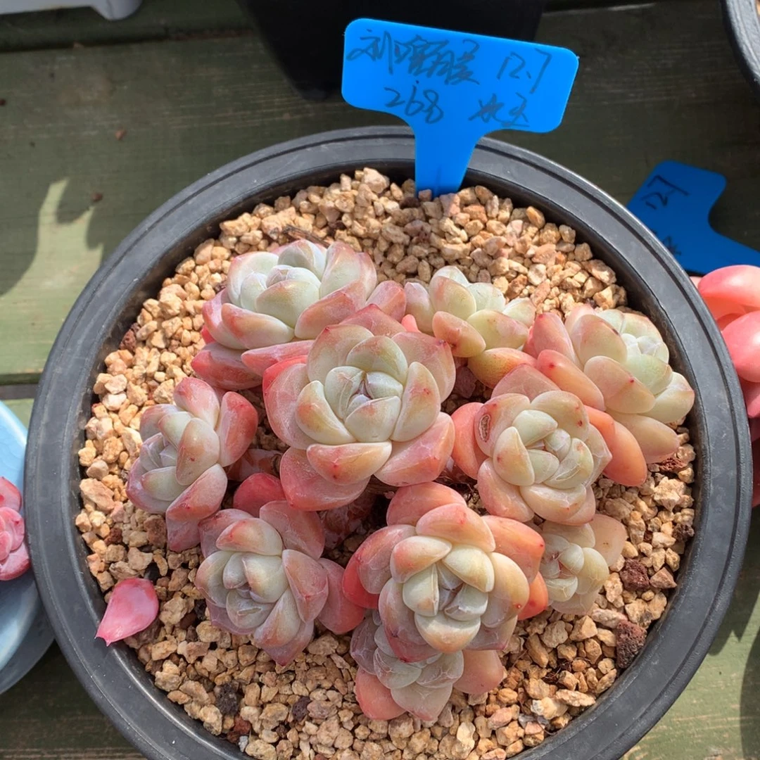 ℳ***এ我们家的小仙女们