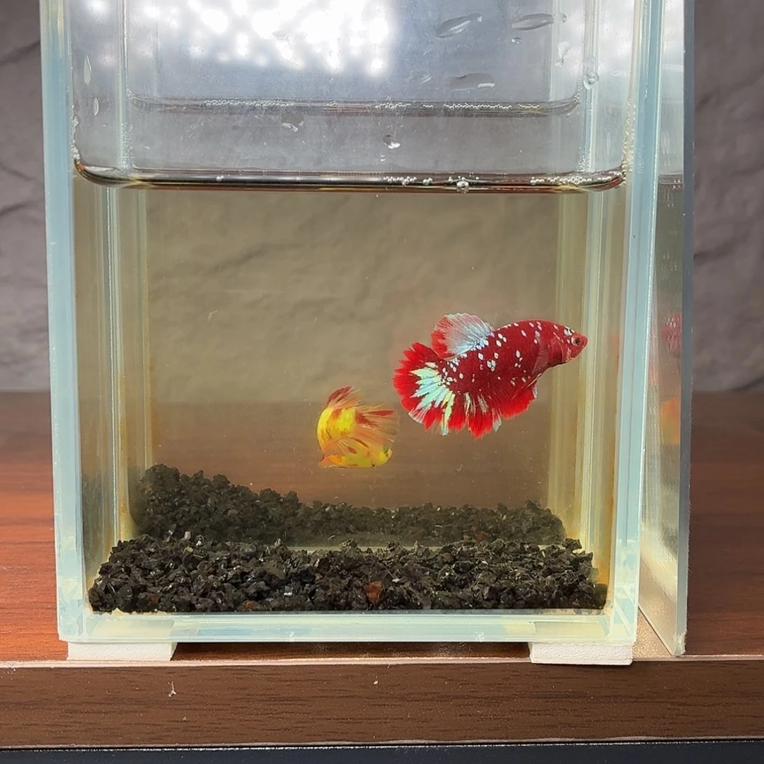 斗鱼彩金将军公鱼