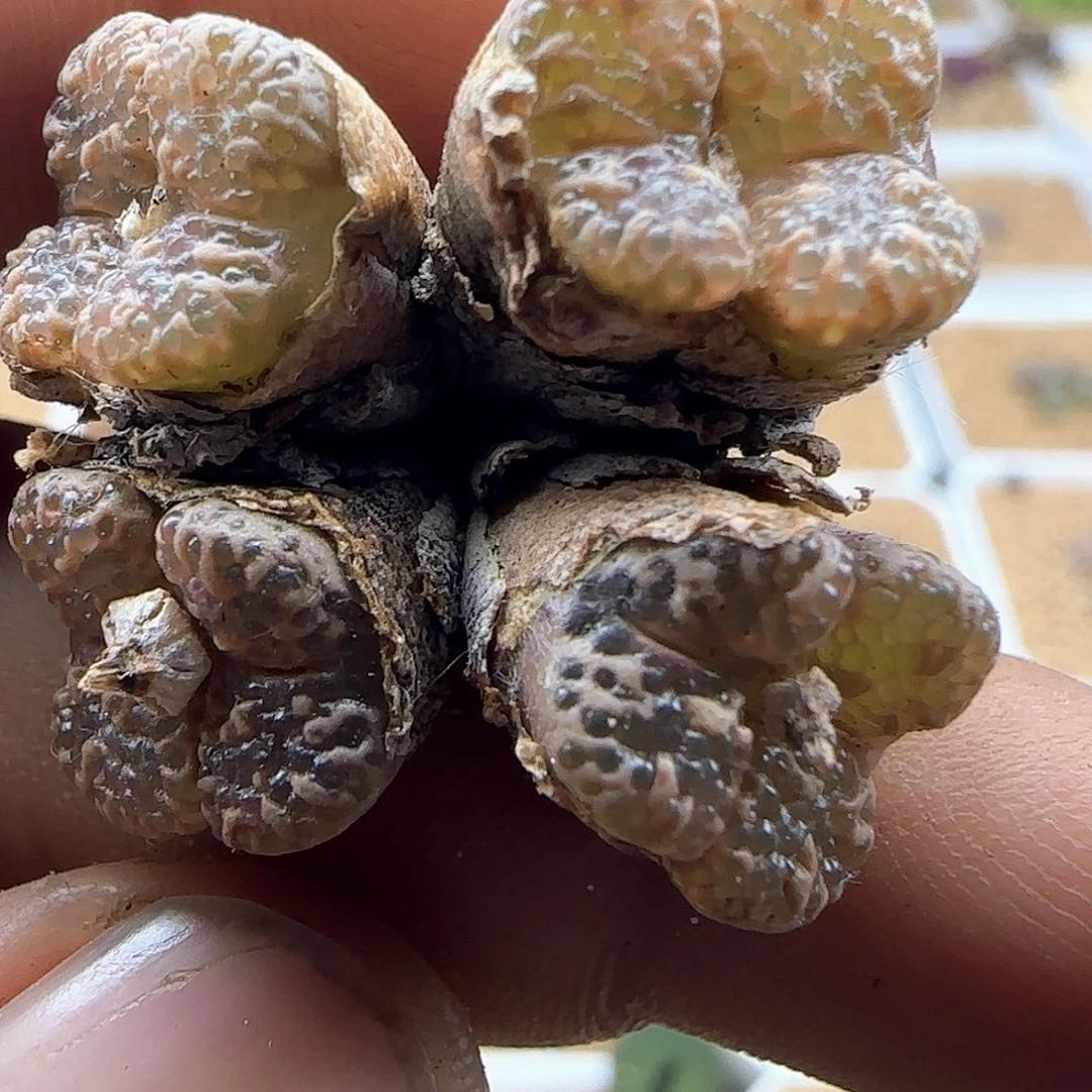 各位小主下午安康41721