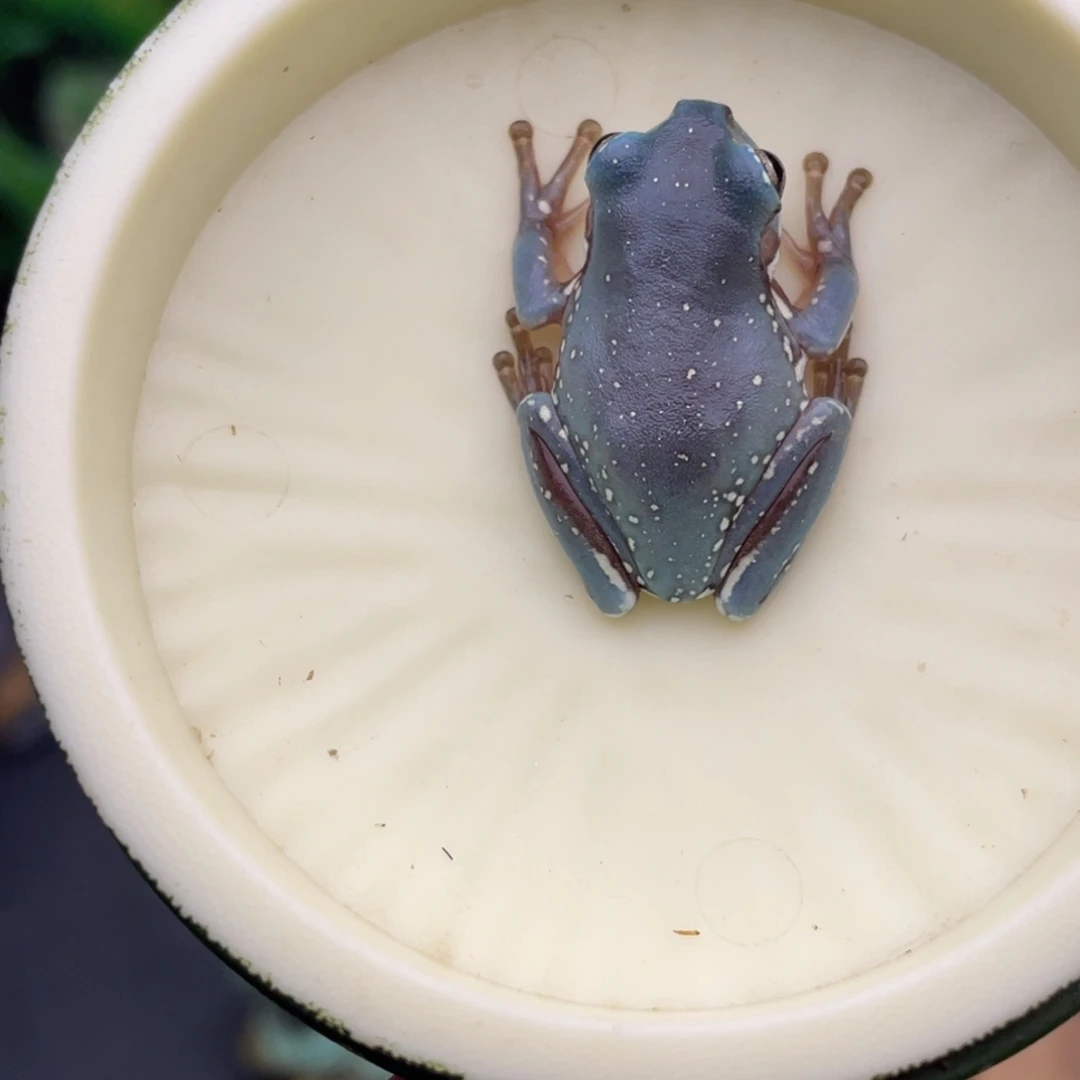 老爷树蛙6号紫色蓝雪花