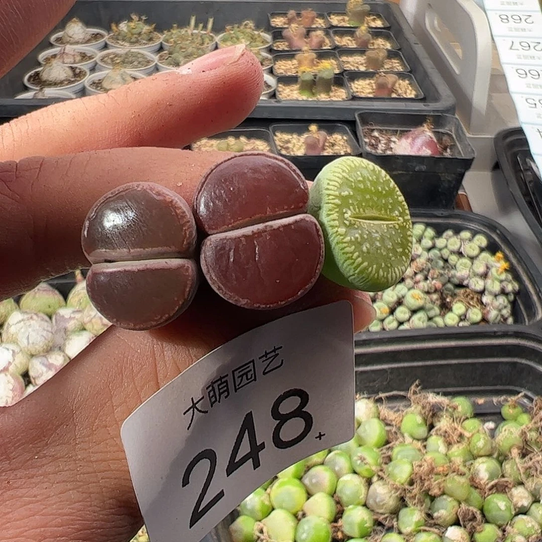 一物一拍。        248