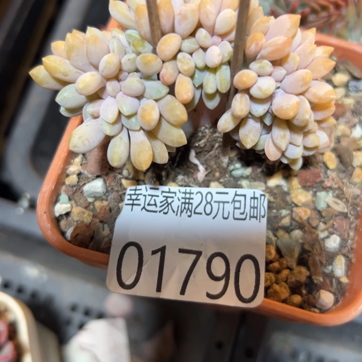 幸运的是你还没幸运