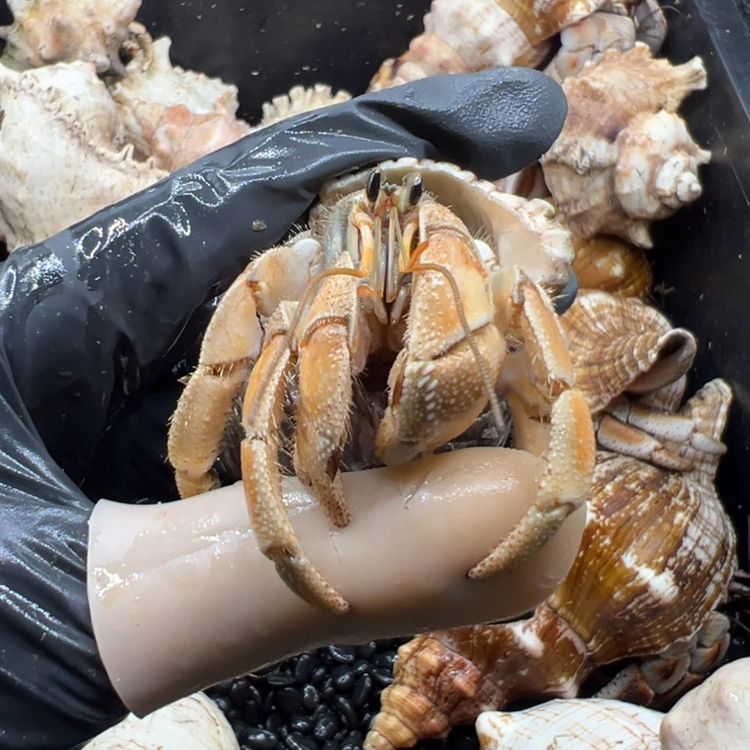 王***夏2.5口东帝汶灰白