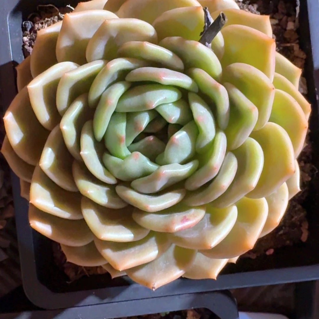 专拍链接烯鸟多肉精品