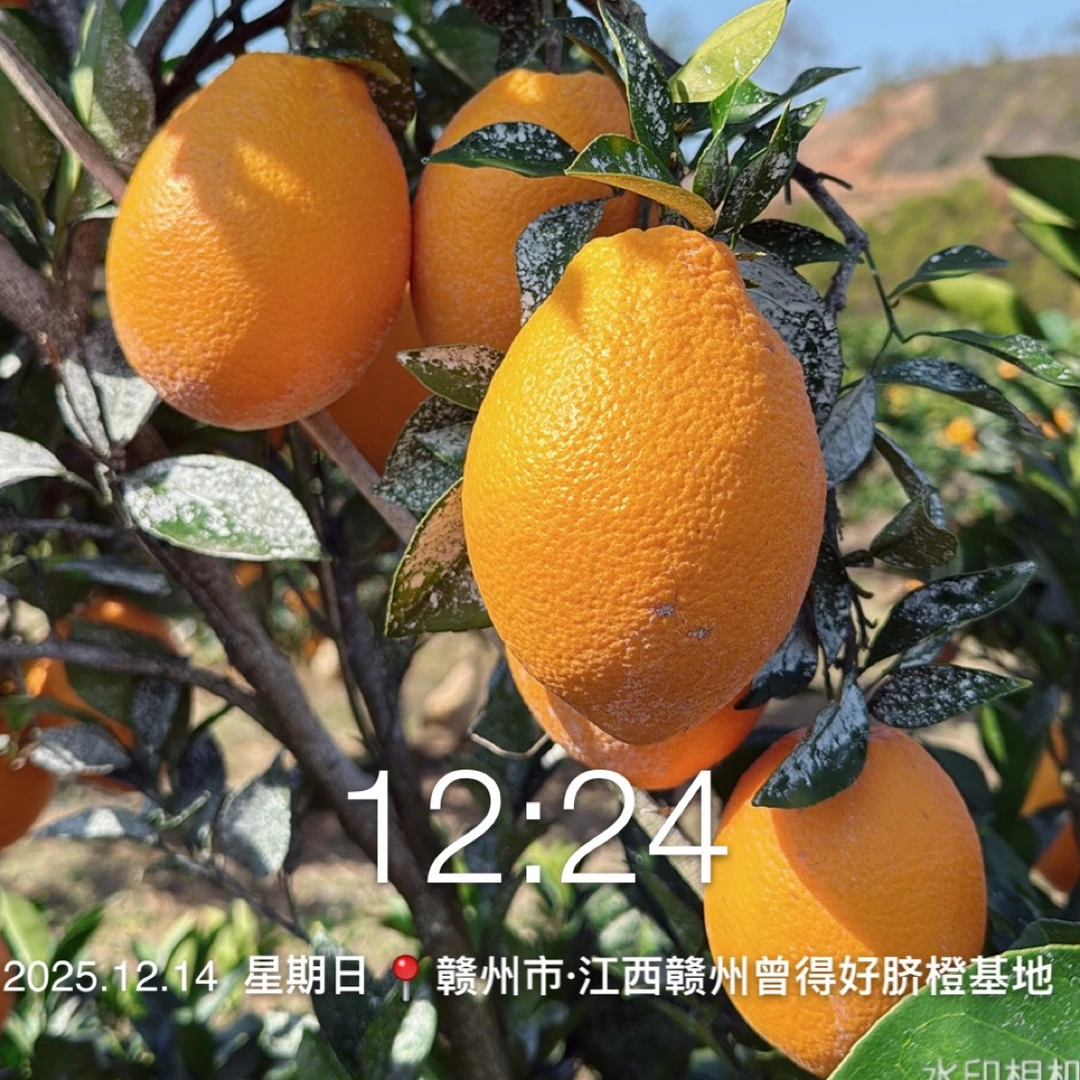 江西名牌商标曾得好赣南脐橙有地理标识无农残检测每天现摘直发