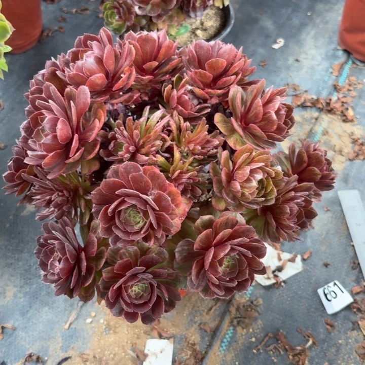 红丝绒多肉植物不包损059