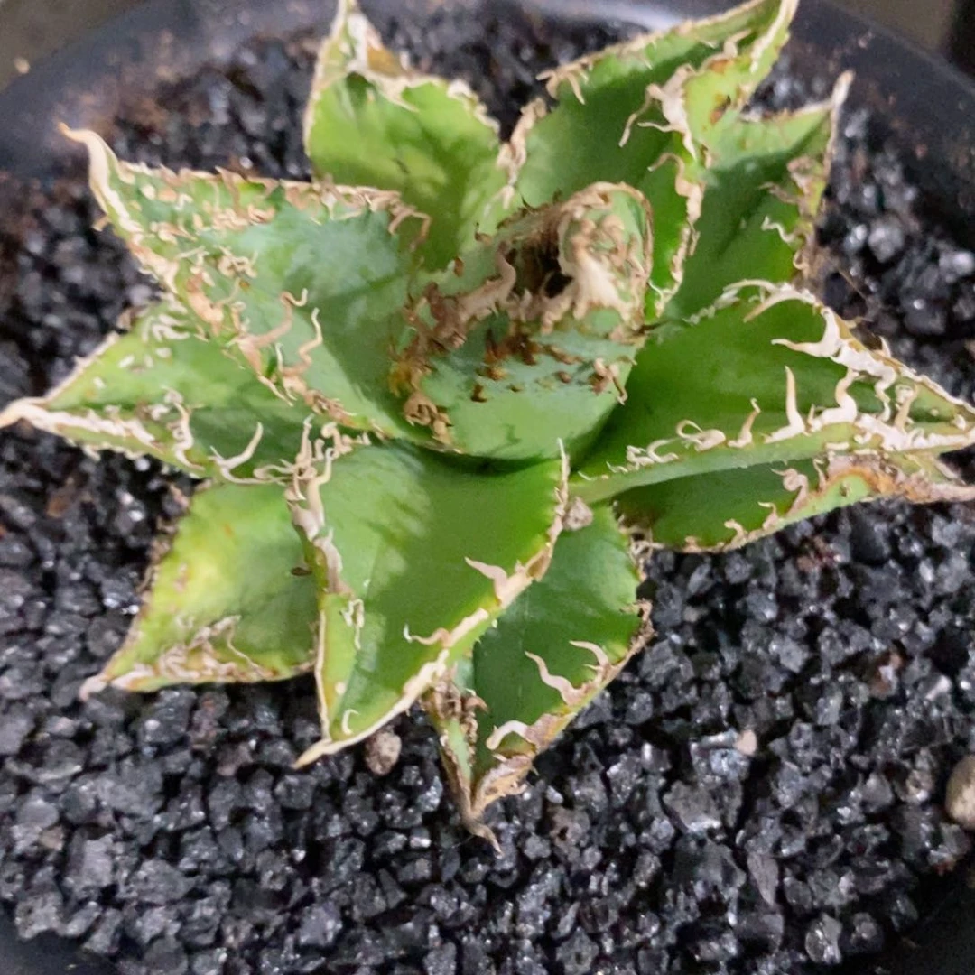 金蟾王。龙舌兰。111