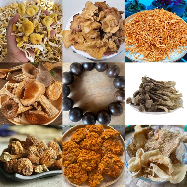 【静静专属山货】90号达菇50g起