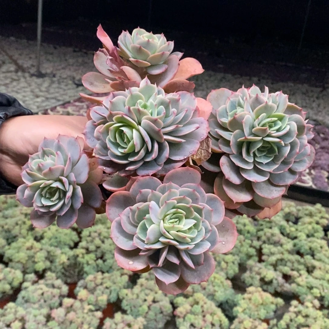 白雪公主五大头起发