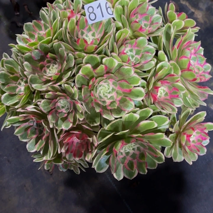 0000000000816孔雀翎