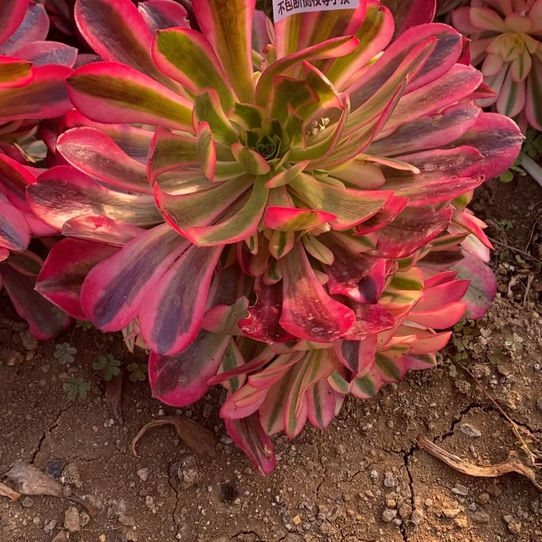 108美杜莎多肉法师锦