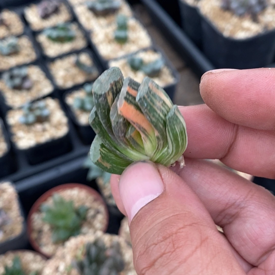 243 一颗玉扇锦 超级福利