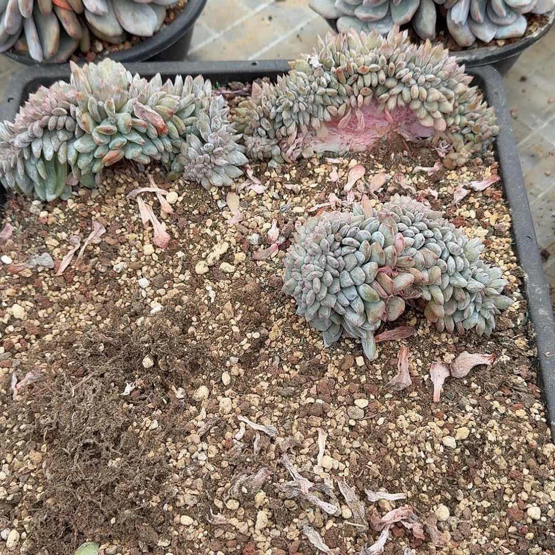 三个绿底紫心星影缀化