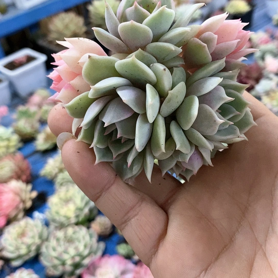 373粉蝶锦阴阳同体多肉植物